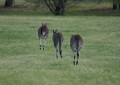 1009-1741 Weston park kangaroos (093685)